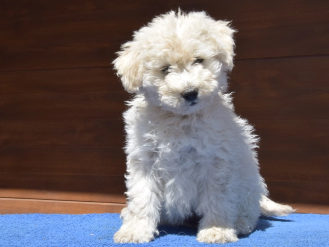 Perros Puli en venta